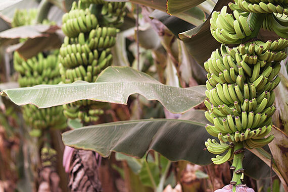 Plant protection that defies tropical rain