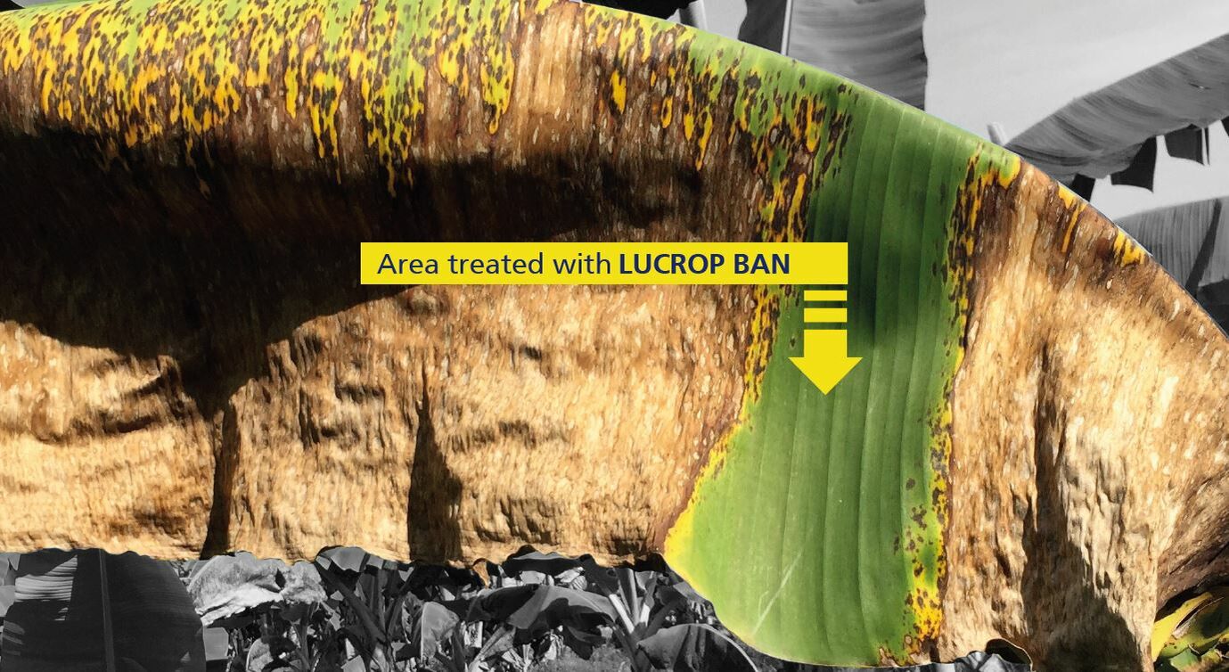 Close-up photo of a banana plant, showing untreated damaged areas and healthy areas treated with LUCROP BAN 